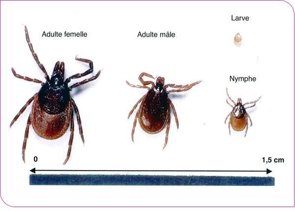 ixodes_ricinus.jpg