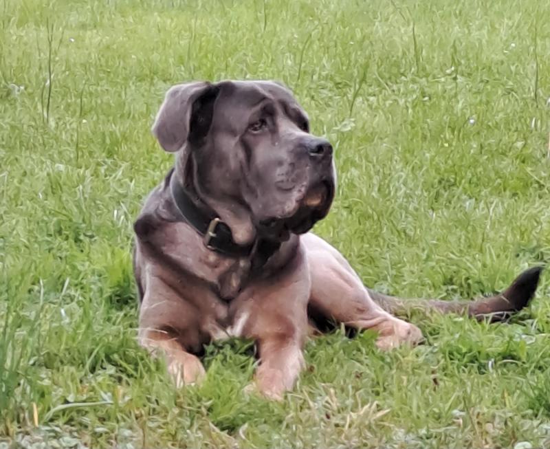 dog.jpg